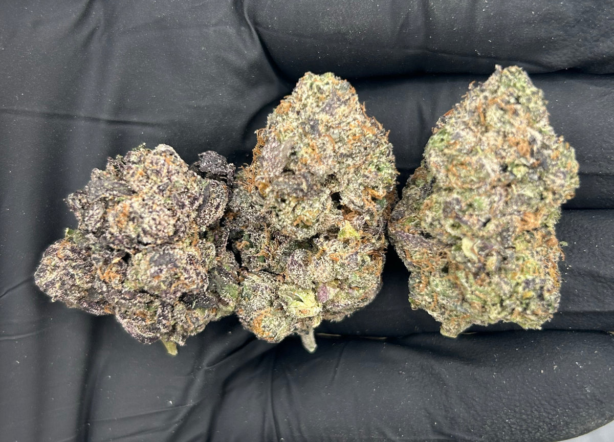Hawaiian Snow Cone (Indoor Plus) flower photo