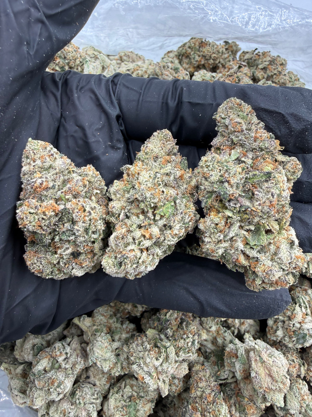 Rainbow Blast (Indoor Plus) flower photo