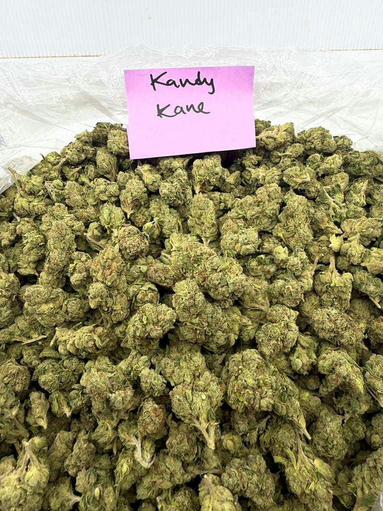 KANDY KANE flower photo 1