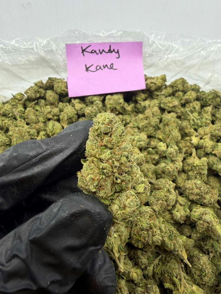 KANDY KANE flower photo 2