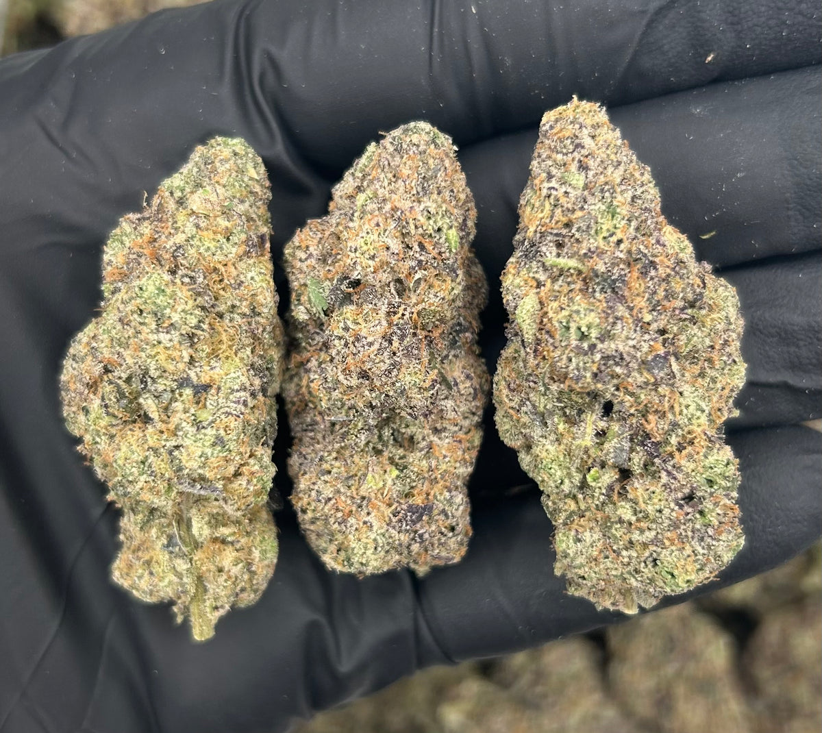 New Money (Exotic) flower photo