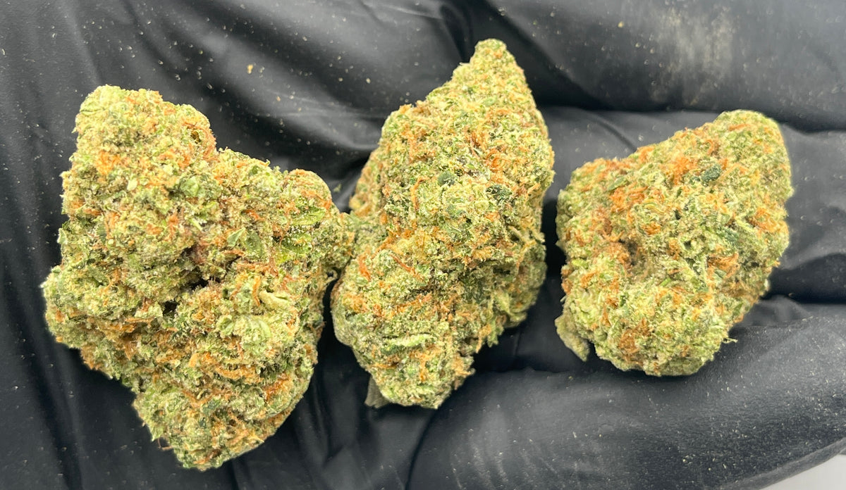 Orange Bang (Indoor Plus) flower photo