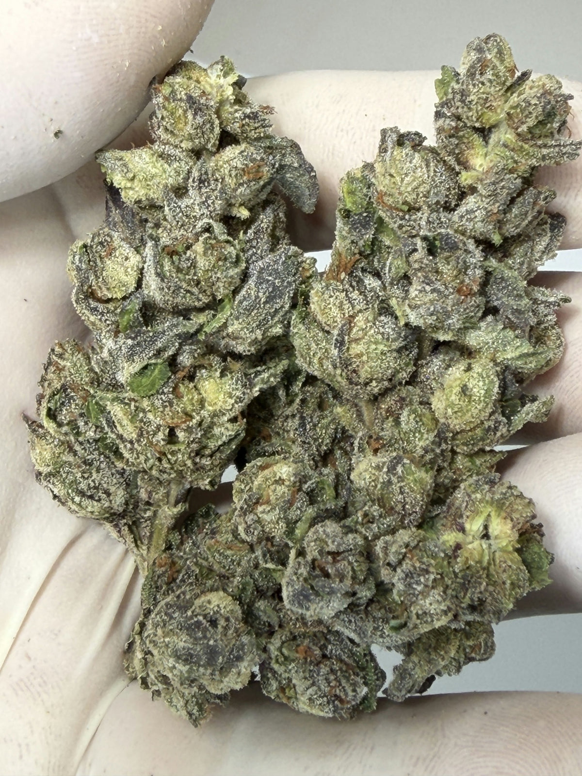 PRESIDENTIAL RUNTZ flower photo 2