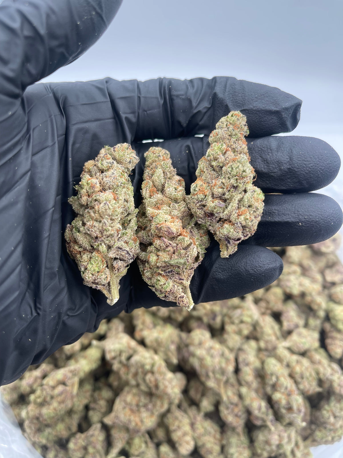 Purple Tesla (Indoor) flower photo