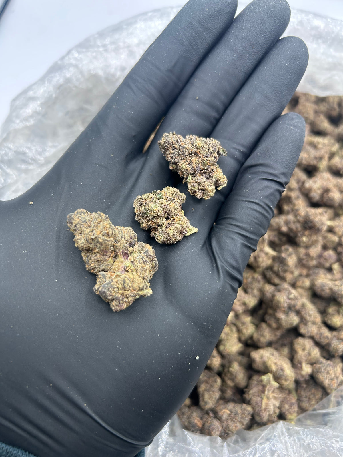 Blue Gelatti nugs photo