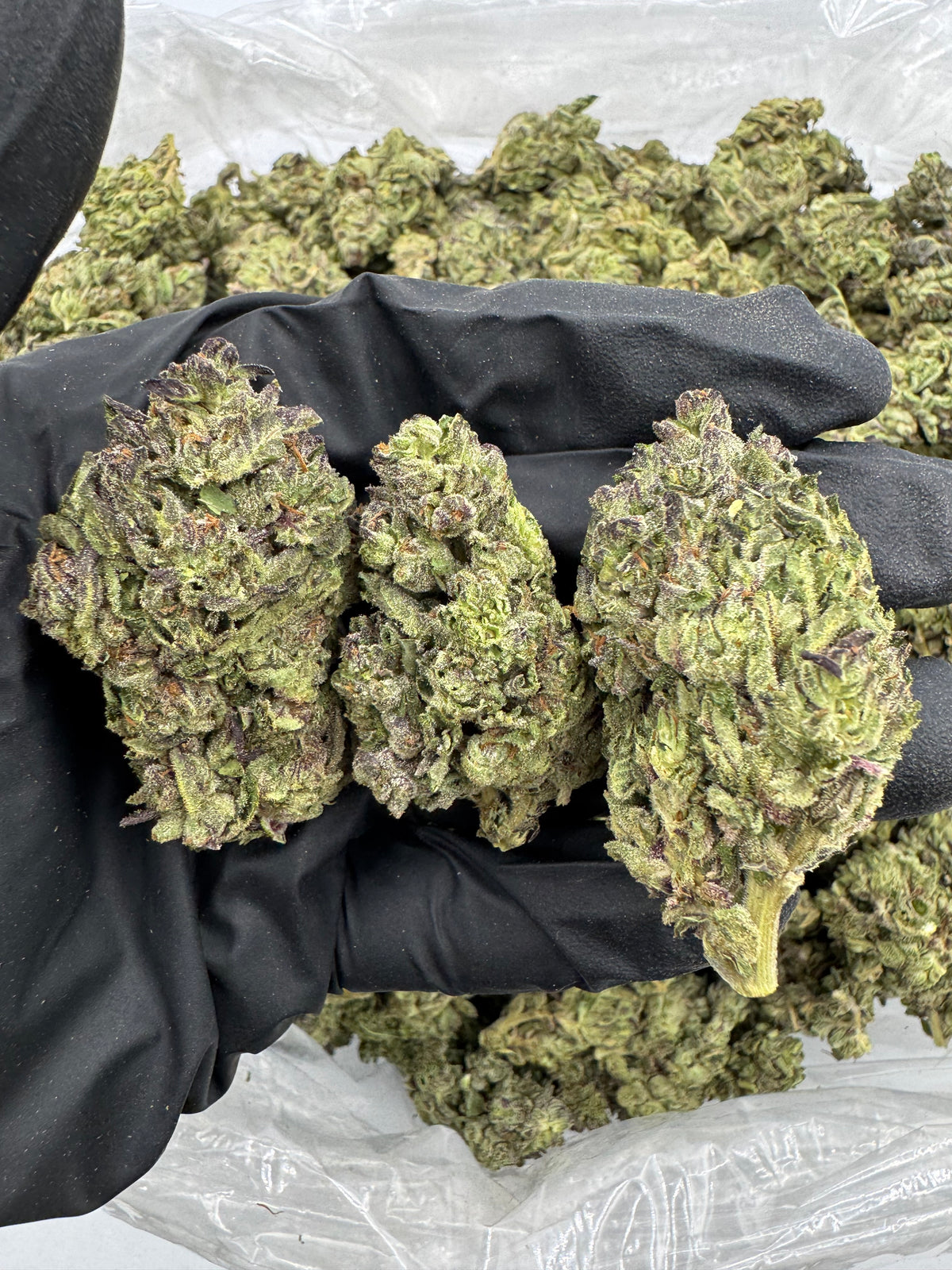 Apple Fritter (Deps)