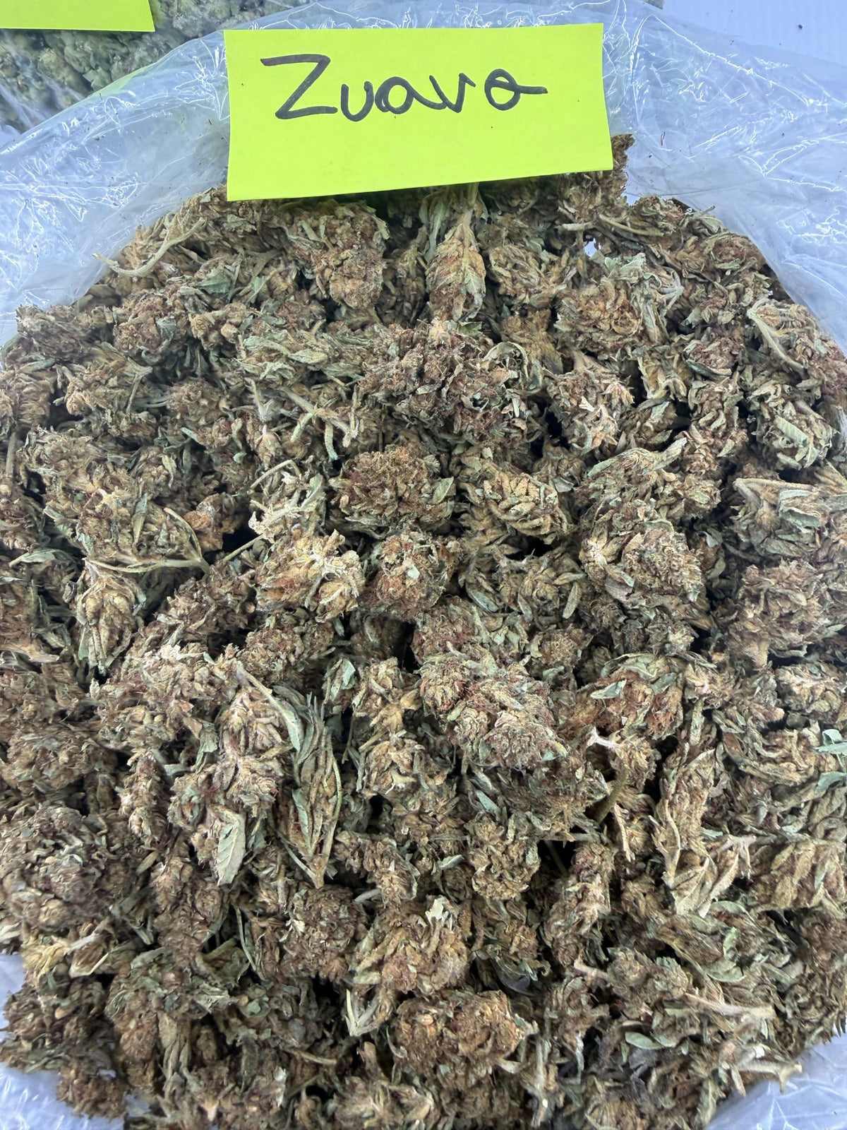 Zuava Larfy Oregon flower